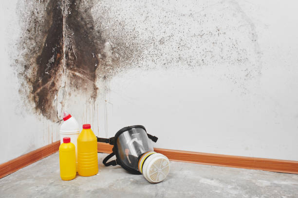 Best Mold Damage Repair  in Canton, GA