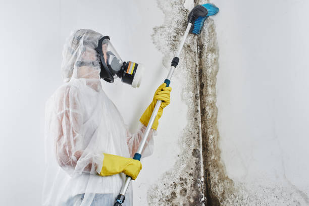 Best Mold Testing  in Canton, GA