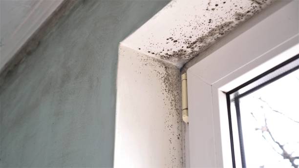 Best Attic Mold Removal  in Canton, GA