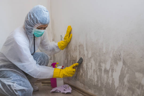 Home Mold Removal in Canton, GA