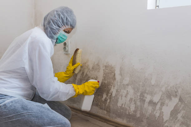 Best Professional Mold Removal  in Canton, GA