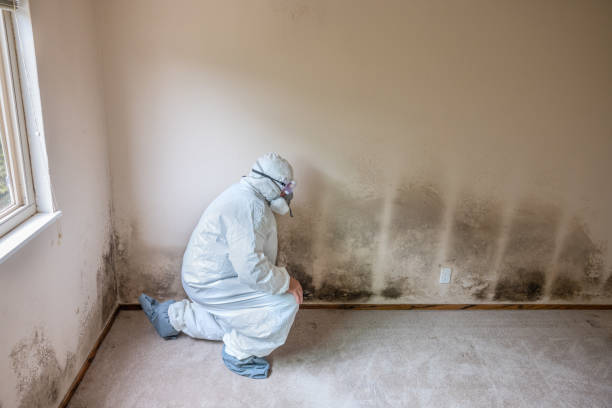 Trusted Canton, GA Mold Removal Experts