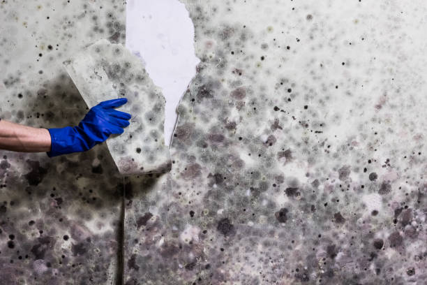 Best Black Mold Removal  in Canton, GA