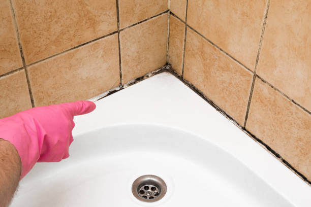 Best Office Mold Removal Services  in Canton, GA
